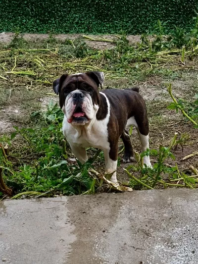 Uyguna Egzotik Renk Erkek İngiliz Bulldog