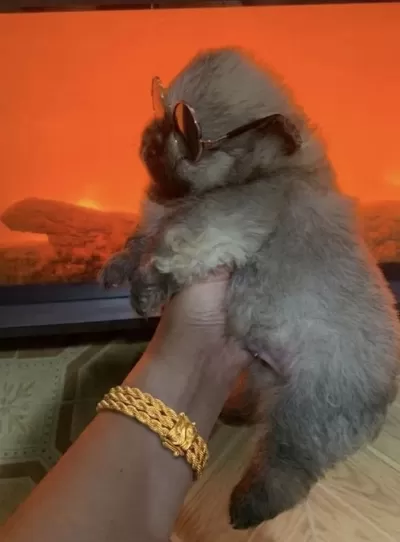 Pomeranian Erkek Prens Köpeğimiz