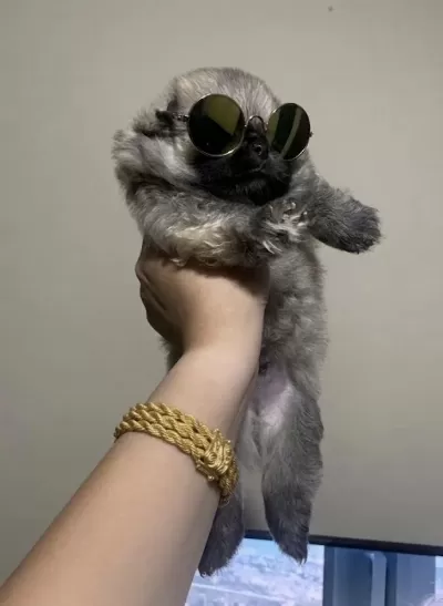 Pomeranian Erkek Prens