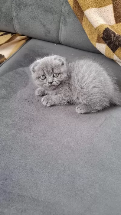 Küçük Minnak Kedilerim