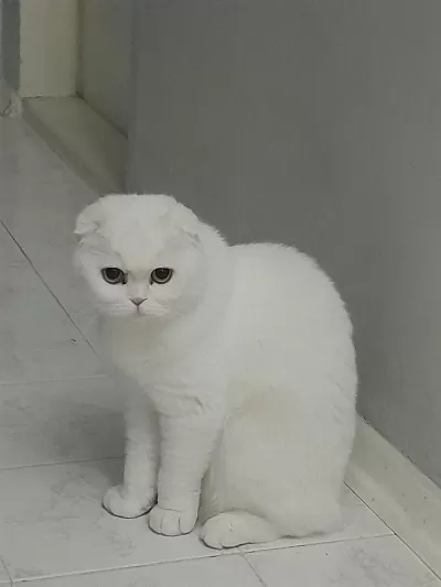 Acil Dişi Scottish Fold