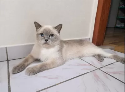 British Blue Point Kedimiz