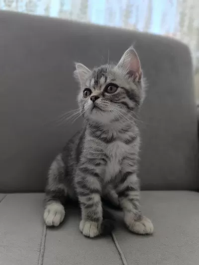 Sağlıklı British Shorthair