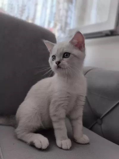 Harika British Blue Point