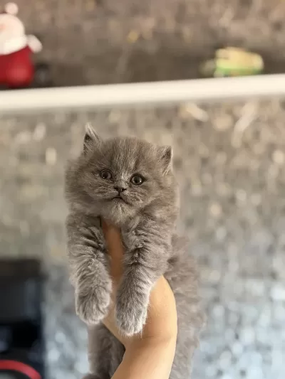 British Longhair Gri Yavrularim
