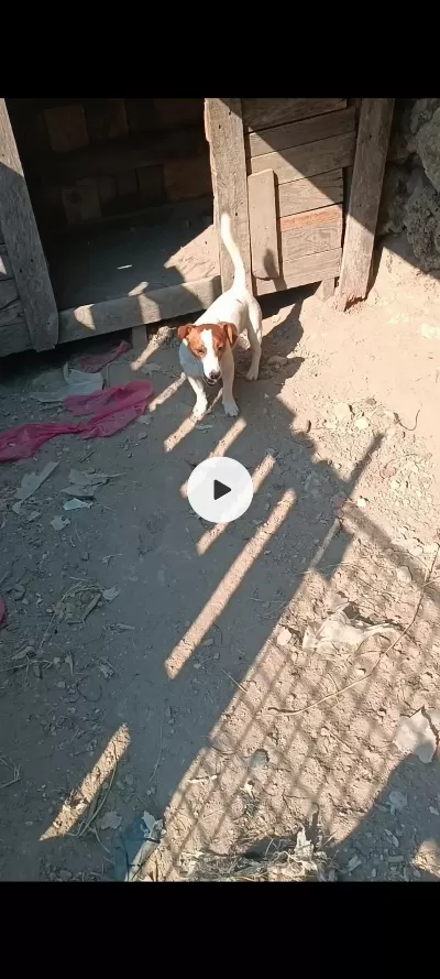 15 Ocak Doğumlu Erkek Jack Russell