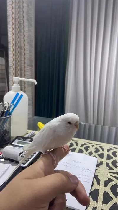 Konuşan Ele Kola Gelen İnsan Canlısı Kuşumuz