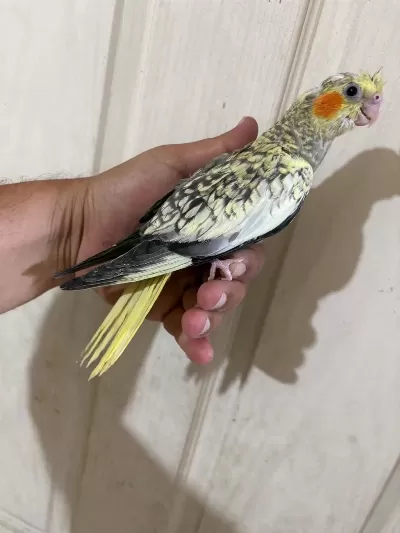 48 Günlük Pearl Bebek Sultan Papağani