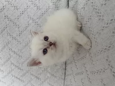 Muhteşem Güzellikte Safkan British Shorthair Yavru