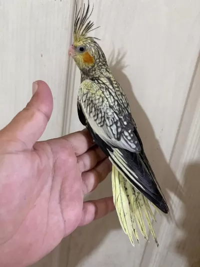 50 Günlük Kusursuz Pearl Sultan Papağani Bebek