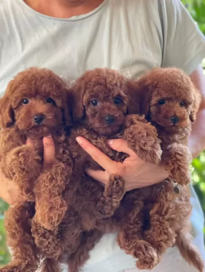 Kilogram Garantili Rusya Girişli Toy Poodle Bebeklerimiz