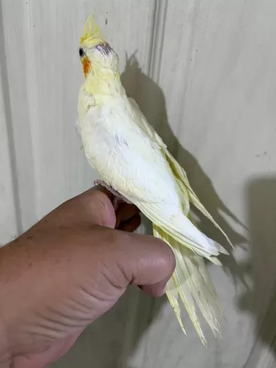 53 Günlük Evcil Lutino Bebek Sultan Papağani