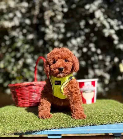 Safkan Toy Poodle Yavrularımız