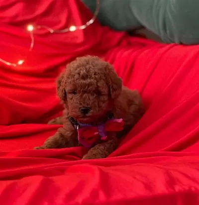 Safkan Toy Poodle Bebekler
