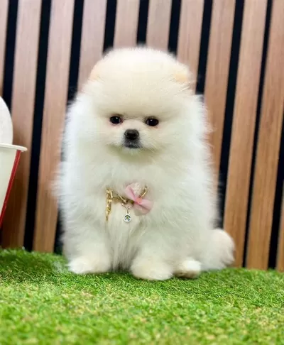 Safkan Pomeranian Boo Yavrularımız