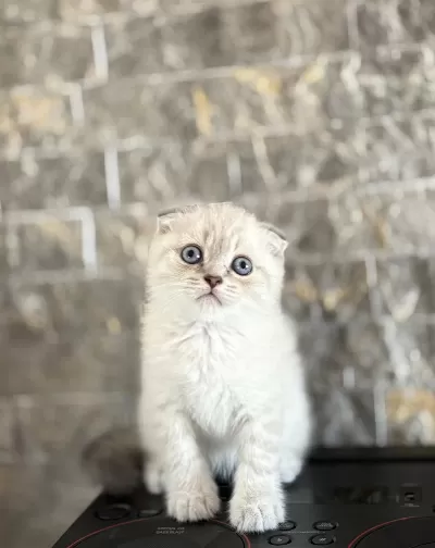 Scottish Fold Safkan Yavrularim