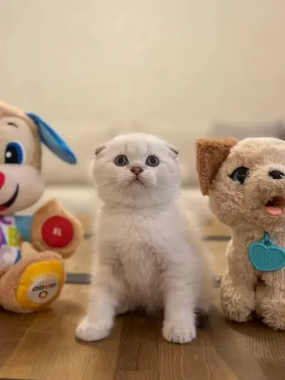 Scottish Fold Beyaz Yavrularim