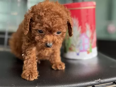 Petmode Köpek Çiftliğşnden Tea Cup Kore Poodle Yavrular