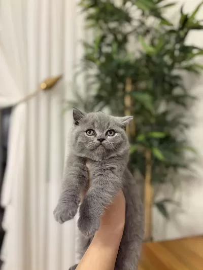 Teslime Hazir British Shorthair Yavrularim