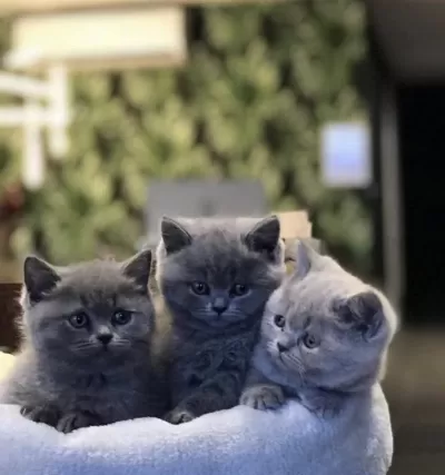 British Shorthair Dünya Tatlisi Yavrularim