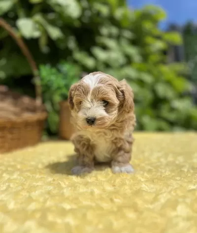 Bebek Yüzlü Maltipoo Yavrularımız