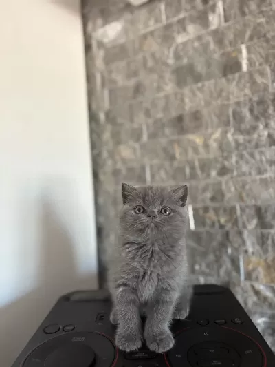 British Shorthair Blue Yavrularim