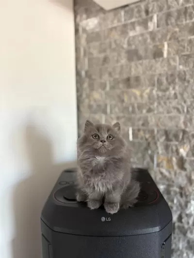 British Longhair Safkan Yavrularim