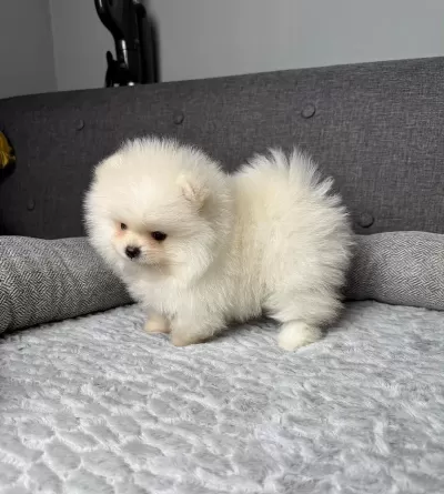 Pomeranian Bebek Köpeklerimiz