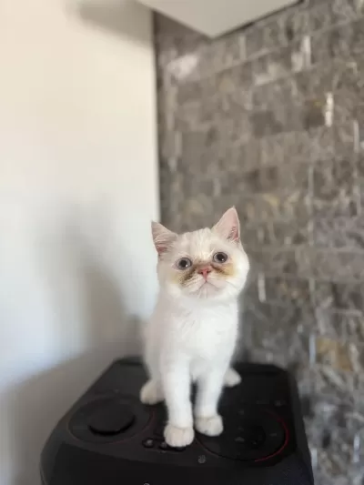 British Shorthairred Point Yavrularim