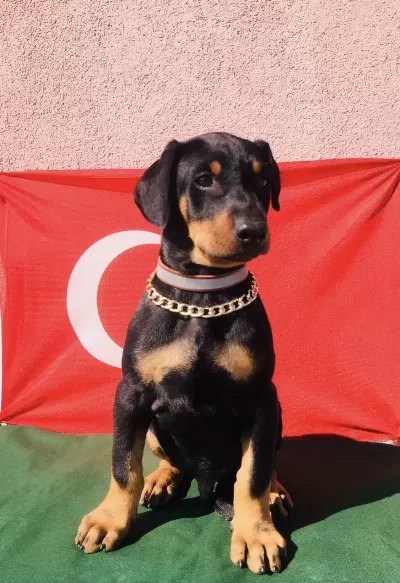 Harika Anatomi Üst Kalite Doberman Yavrular