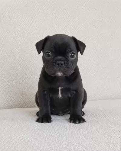 French Bulldog Bebekler