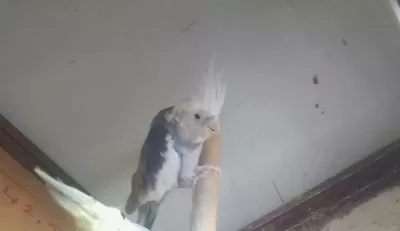 Erkek Wifi Sultan Papağanı