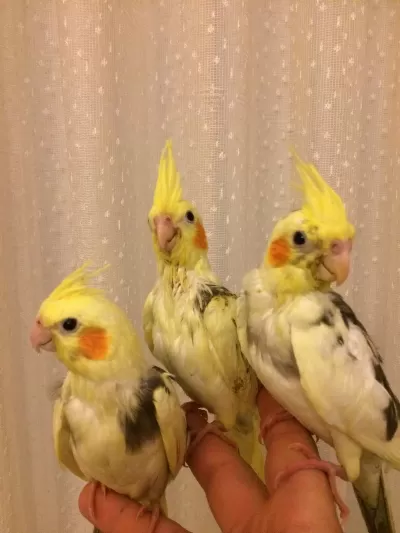 Yeme Düşen Bebek Full Evcil %100 Ev Üretimi Sultan