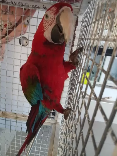 Macaw Papağanı Ele Kola Gelir
