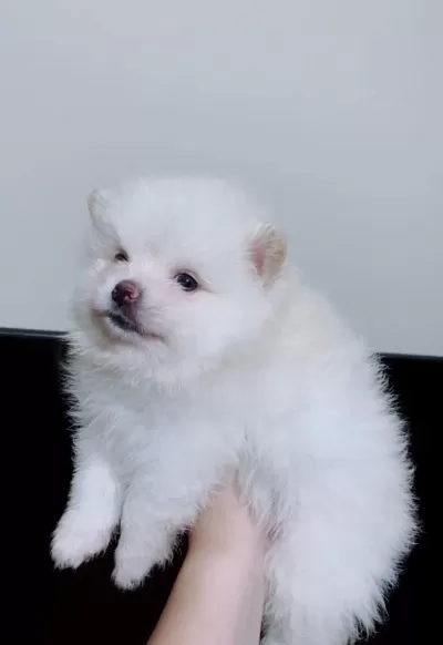 Pomeranian Dişi Güzellik