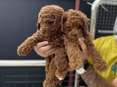 Show Kalite Redbrown Kore Toy Poodle Yavrular