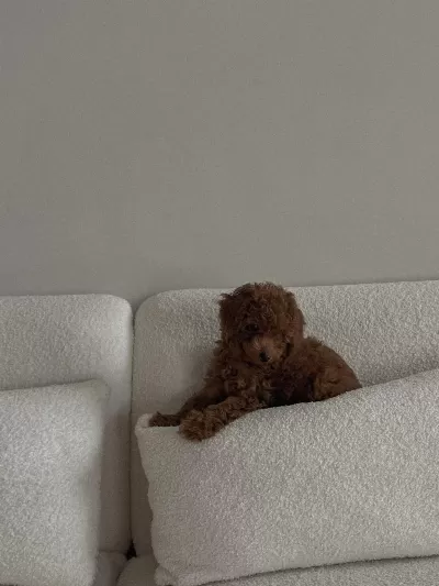Bir Bakişta Âşik Olacağiniz Poodle