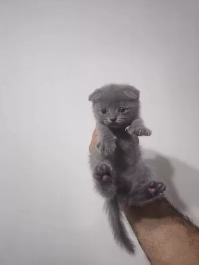 Gri Kırık Kulak Yavru Scottish Fold