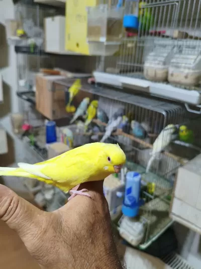 Ele Alıştırmalık Muhabbet Kuşu