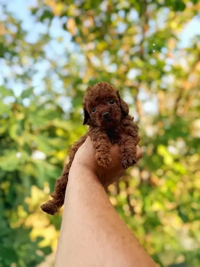 Dişi Erkek Sağlık Garantili Bebek Surat Toy Poodle