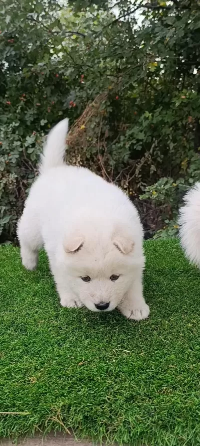 Saf Kan Çin Aslanı Pamuk Bebekler
