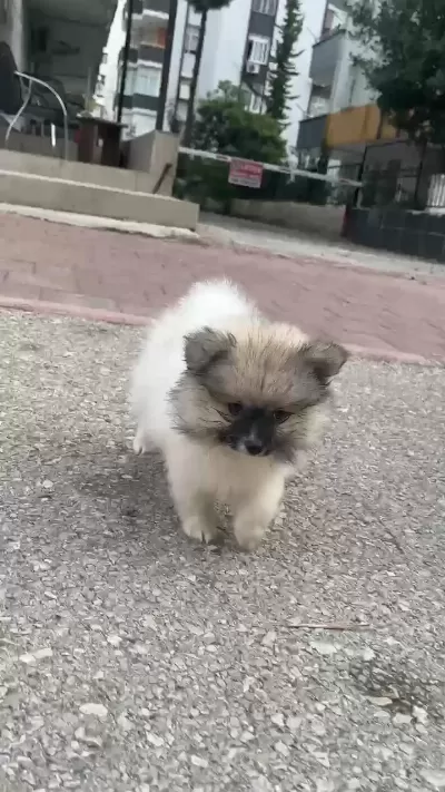 Pomeranian Yavrularımız