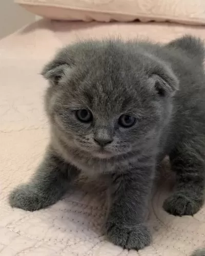 Scottish Fold British Siyam Yavru Çeşitler Mevcuttur
