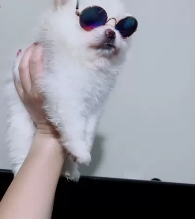 Pomeranian Dişi Prensesim