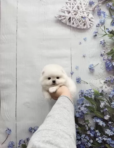 Pomeranian Boo Bebekler