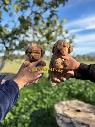 Toy Poodle Dişi - Erkek