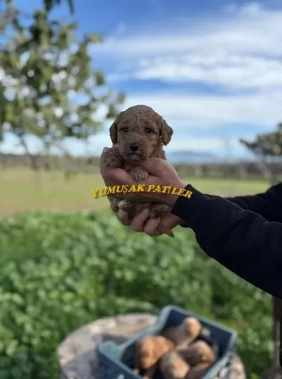 Sağlıklı Red Toy Poodle