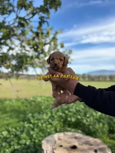 Harika Safkan Toy Poodle