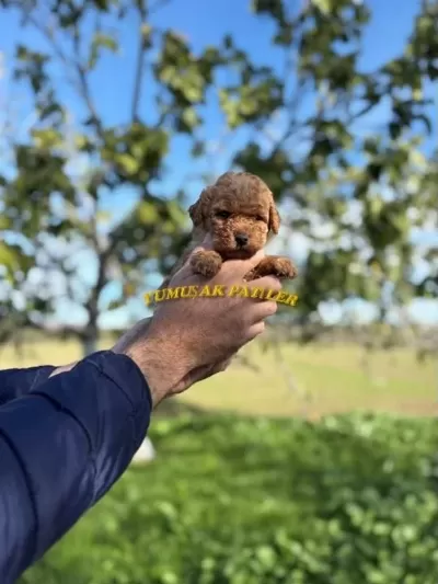 Sevimli İrk Toy Poodle