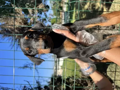 Anatomi Harikası Doberman Yavrular